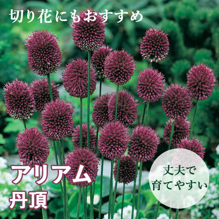 球根 秋植え 花のかわいい アリアム アリウム 丹頂 12球のサムネイル