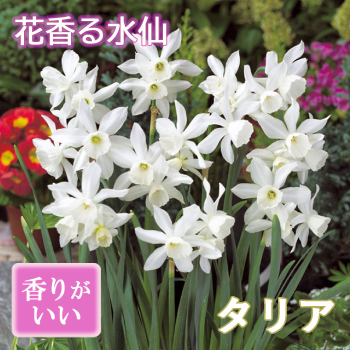 【予約・早割】 球根 秋植え 花香る水仙 タリア 2球 スイセン 芳香性 花の大和 【10月上旬より順次発送】のサムネイル