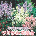 【予約・早割】 つりがね草 混合 球根 5球 植えっぱなし 秋植え 寄せ植え プランター 花壇 毎年花が咲く 花の大和 【10月上中旬より順次発送】