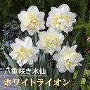 【予約・早割】 水仙 球根 ホワイトライオン 2球 八重咲き スイセン 秋植え プランター栽培 寄せ植え 花の大和 【10月上中旬より順次発送】