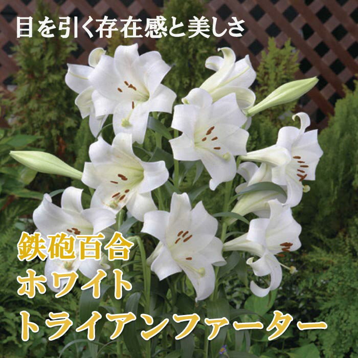 【予約・早割】 鉄砲百合 ホワイトトライアンファーター 球根 2球 テッポウ ユリ Lily 百合 秋植え 冬植え 花の大和 【10月上旬より順次発送】のサムネイル