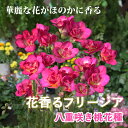 【予約・早割】 フリージア 球根 【 八重咲き 桃花種 】7球 秋植え 寄せ植え プランター 鉢植え 花壇 ガーデニング 園芸 花の大和 【10月上中旬より順次...