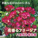 【予約・早割】 フリージア 球根 【 八重咲き 紫花種 】7球 秋植え 寄せ植え プランター 鉢植え 花壇 ガーデニング 園芸 花の大和 【10月上中旬より順次...