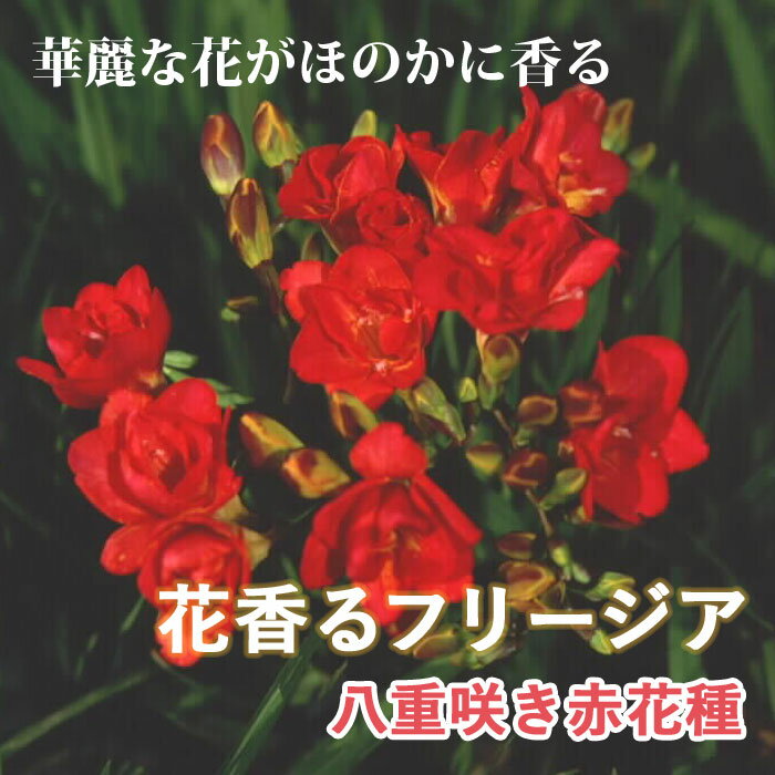 【予約】球根 秋植え 花香る フリージア 八重咲き 赤花種 8球【10月後半より順次発送】