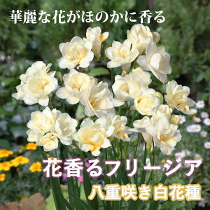 【予約・早割】球根 秋植え 花香る フリージア 八重咲き 白花種 8球【10月後半より順次発送】