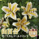 【予約・早割】 山百合 球根 【 お徳用 】3球 オーラタム ゴールドバンド 百合 ヤマユリ Lilly リリー ゆり 花の大和 【10月上中旬より順次発送】