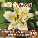 【予約・早割】 花数が多い 山百合 球根 【 特大球 】1球 オーラタム ゴールドバンド