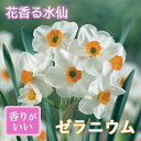 【予約・早割】 花香る 水仙 球根 ゼラニウム 2球 スイセン 秋植え 芳香性 花の大和 【10月上中旬より順次発送】