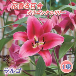 秋植え 球根 花香る百合 オリエンタルリリー ラルゴ ゆり ユリ 百合 ほのかに香る 1球