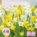 【予約・早割】 花のかわいい ミニ 水仙 球根 混合 4球 スイセン 秋植え 花の大和 【10月上中旬より順次発送】