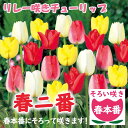 【予約・早割】 リレー咲き チューリップ 球根 春ニ番【 春本番 そろい咲き 】7球 アソート 花の大和 【10月上中旬より順次発送】