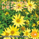 ヘリアンサス レモンクイーン 球根 1株 暑さに強い 耐暑性 宿根草 冬植え 毎年花が咲く宿根草