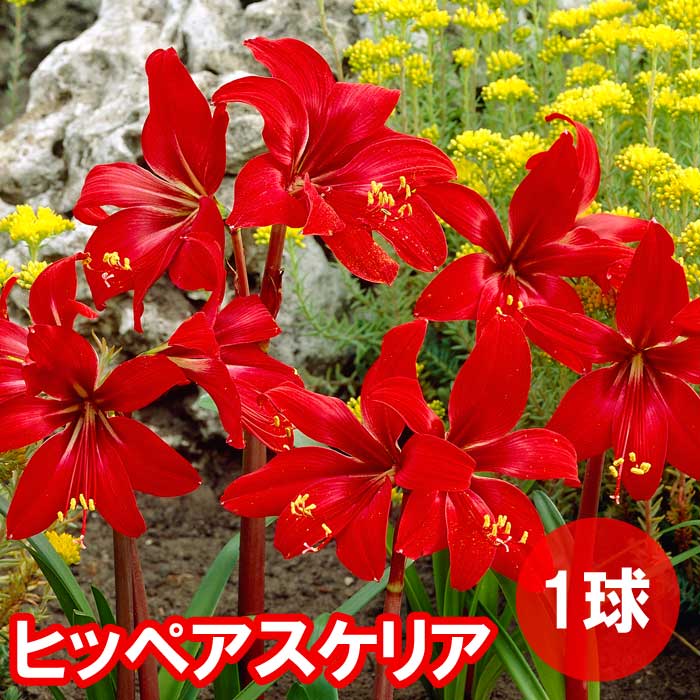 ヒッペアスケリア 1球 レッド 赤 春植え 球根 バラエティ 鉢植え 地植え 花壇 花の大和