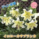 【予約・早割】 イエロー カサブランカ 球根 【 ジャンボ 球】1球 オリエンタル リリー 黄 ユリ lily 百合 花の大和 【11月中旬より順次発送】