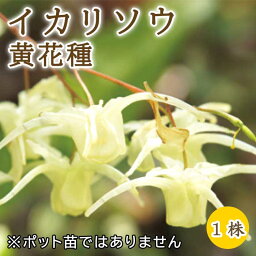 イカリソウ 黄花種 球根 1株 冬植え 宿根草 多年草 和風