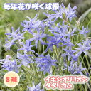 【予約・早割】 イキシオリリオン タタリカム 球根 8球 植えっぱなし 秋植え 寄せ植え プランター 花壇 毎年花が咲く 花の大和 【10月上中旬より順次発送】