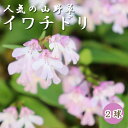  球根 2球 山野草 鉢植え ロックガーデン 耐寒性 耐暑性 野生ラン 冬植え