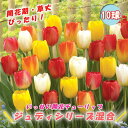 【予約・早割】 チューリップ 球根 いっせい開花 【 ジュディ シリーズ 混合 7球】 花壇 鉢植 切花 花の大和 【10月上中旬より順次発送】