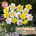 【予約・早割】 水仙 球根 お徳用 カップ咲き 混合 8球 スイセン 秋植え 花の大和 【10月上中旬より順次発送】
