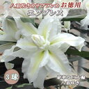 【予約・早割】 八重咲き カサブランカ エンプレス 【 お徳用 】 球根 3球 百合 ユリ オリエンタル 巨大輪 ホワイト 白色 花の大和 【10月上中旬より順...