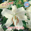 【予約・早割】 カサブランカ 球根 【 ジャンボ 球】1球 オリエンタル リリー 白 ユリ lily 百合 花の大和 【11月中旬より順次発送】