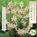 【予約・早割】 シャンデリア リリー 【 コサージュ 】 球根 2球 豪華 華やか クリーム ピンク 桃 ゆり lily 百合 花の大和 【10月上中旬より順次発送】