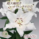 【予約・早割】 超大輪 オリエンタルリリー 【 クレムリン 】 球根 1球 花が大きい 秋植え 冬植え 白 百合 ゆり リリー 花の大和 【10月上中旬より順次発送】
