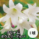 クリナム ポウエリー アルバ 1球 ホワイト 白 春植え 球根 トロピカル フラワー 鉢植え 地植え 花壇 Crinum 花の大和