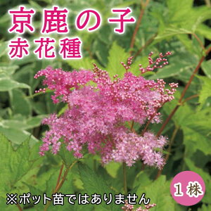 京鹿の子 (キョウカノコ) 赤花種 二輪草 球根 1株 冬植え 宿根草 多年草 和風