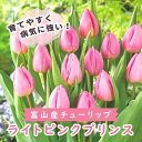 【予約・早割】 チューリップ 球根 ライトピンクプリンス 3球 秋植え 富山 富山県産 富山産 国産 花の大和 【10月上中旬より順次発送】