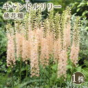 【予約・早割】 キャンドルリリー 桃 花種 1株 球根 エレムルス デザートキャンドル ボーダーガーデン 秋植え 冬植え 花の大和 【10月下旬より順次発送】