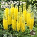 【予約・早割】 キャンドルリリー 黄 花種 1株 球根 エレムルス デザートキャンドル ボーダーガーデン 秋植え 冬植え 花の大和 【10月下旬より順次発送】