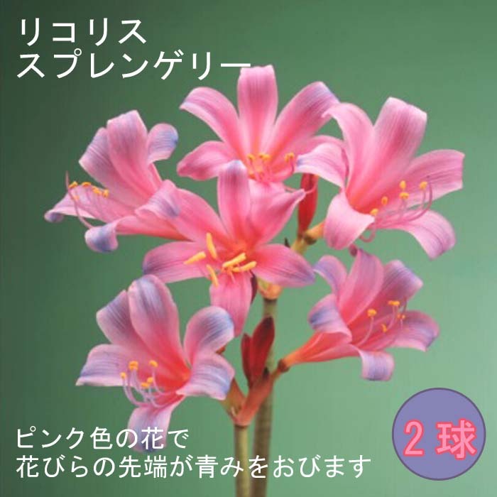 リコリス スプレンゲリー 球根 2球 春出葉型 ムラサキ キツネノカミソリ 彼岸花 ヒガンバナ 曼珠沙華 夏植え 花の大和のサムネイル