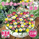 【予約・早割】 原種 ミニ チューリップ 球根 混合 15球【 お徳用 】 植えっぱなし 毎年花が咲く 秋植え 花の大和 【10月上中旬より順次発送】