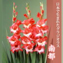 グラジオラス 球根 春植え 【日本で生まれたグラジオラス】 南都 10球 gladiolus 花の大和