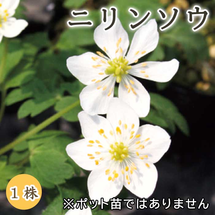 ニリンソウ 二輪草 球根 1株 冬植え 宿根草 多年草 和風 花の大和