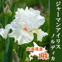 【予約・早割】 ジャーマンアイリス 球根 【 ノルディカ 】1株 北海道産 育てやすい 大株 秋植え 冬植え 花の大和 【10月上中旬より順次発送】