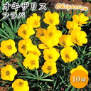 オキザリス フラバ 球根 10球 夏植え バラエティ 秋咲き イエロー 毎年咲く 植えっぱなし 花壇 鉢植 花の大和