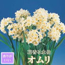 【予約・早割】 花香る 水仙 球根 【 オムリ 】2球 スイセン 切り花にも 秋植え 早春の花 寄せ植え 芳香 花の大和 【10月上中旬より順次発送】