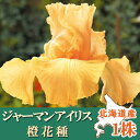 【予約・早割】 ジャーマンアイリス 球根 【 橙 花種】1株 北海道産 育てやすい 大株 秋植え 冬植え オレンジ 花の大和 【10月上中旬より順次発送】
