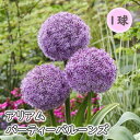 【予約・早割】 アリアム アリウム 【 パーティーバルーンズ 】 球根 1球 ボーダーガーデン 秋植え 初心者向き 切り花にも 花の大和 【10月上中旬より順次...