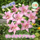 【予約・早割】 ピンク カサブランカ 球根 【 ジャンボ 球】1球 オリエンタル リリー 桃 ユリ lily 百合 花の大和 【11月中旬より順次発送】