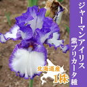 【予約・早割】 ジャーマンアイリス 球根 【 紫 プリカータ種 】1株 北海道産 育てやすい 大株 秋植え 冬植え 花の大和 【10月上中旬より順次発送】