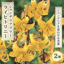 【予約・早割】 シャンデリア リリー 【 ライヒトリニー 】 黄金戸百合 球根 2球 豪華 華やか yellow 黄 ゆり lily 百合 花の大和 【10月上...