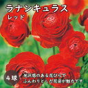 【予約・早割】 ラナンキュラス 球根 レッド 4球 秋植え 寄せ植え ガーデン 花の大和 【10月上中旬より順次発送】