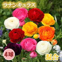 【予約・早割】 ラナンキュラス 球根 混合 4球 秋植え 寄せ植え ガーデン 花の大和 【10月上中旬より順次発送】