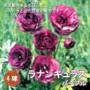 【予約・早割】 ラナンキュラス 球根 パープル 4球 秋植え 寄せ植え ガーデン 花の大和 【10月上中旬より順次発送】