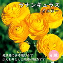 【予約・早割】 ラナンキュラス 球根 イエロー 4球 秋植え 寄せ植え ガーデン 花の大和 【10月上中旬より順次発送】