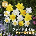 【予約・早割】 水仙 球根 お徳用 ラッパ咲き 混合 8球 スイセン 秋植え 花の大和 【10月上中旬より順次発送】