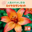 【予約・早割】 すかし百合 鉢植え 花壇 【 ロイヤルサンセット 】 球根 2球 秋植え 冬植え 百合 鉢植え 花壇 ユリ Lily 花の大和 【10月上中旬よ...